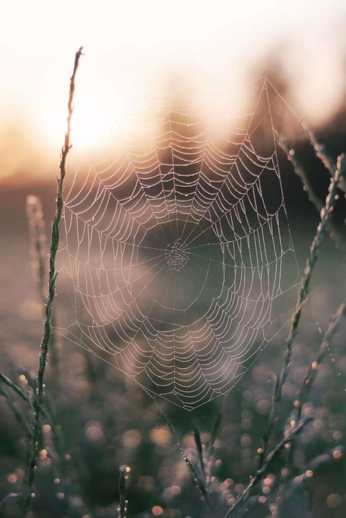 spiderweb spiritual meaning